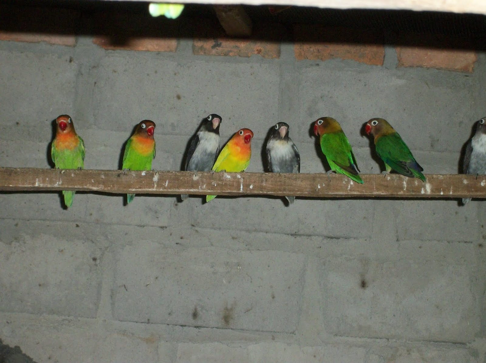 Lovebird Josan Burung Cantik Warna Warni