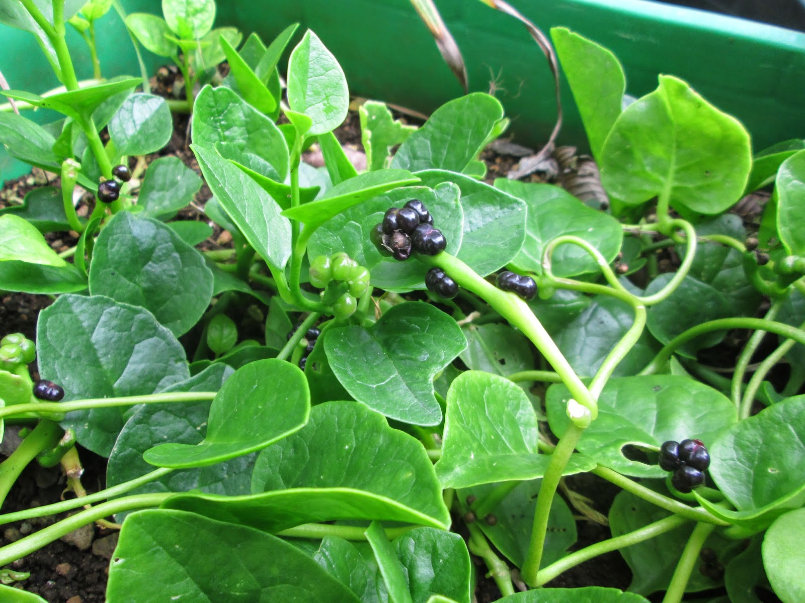 Garden Notes from Hawaii MALABAR SPINACH (Basella alba, Basella ruba)