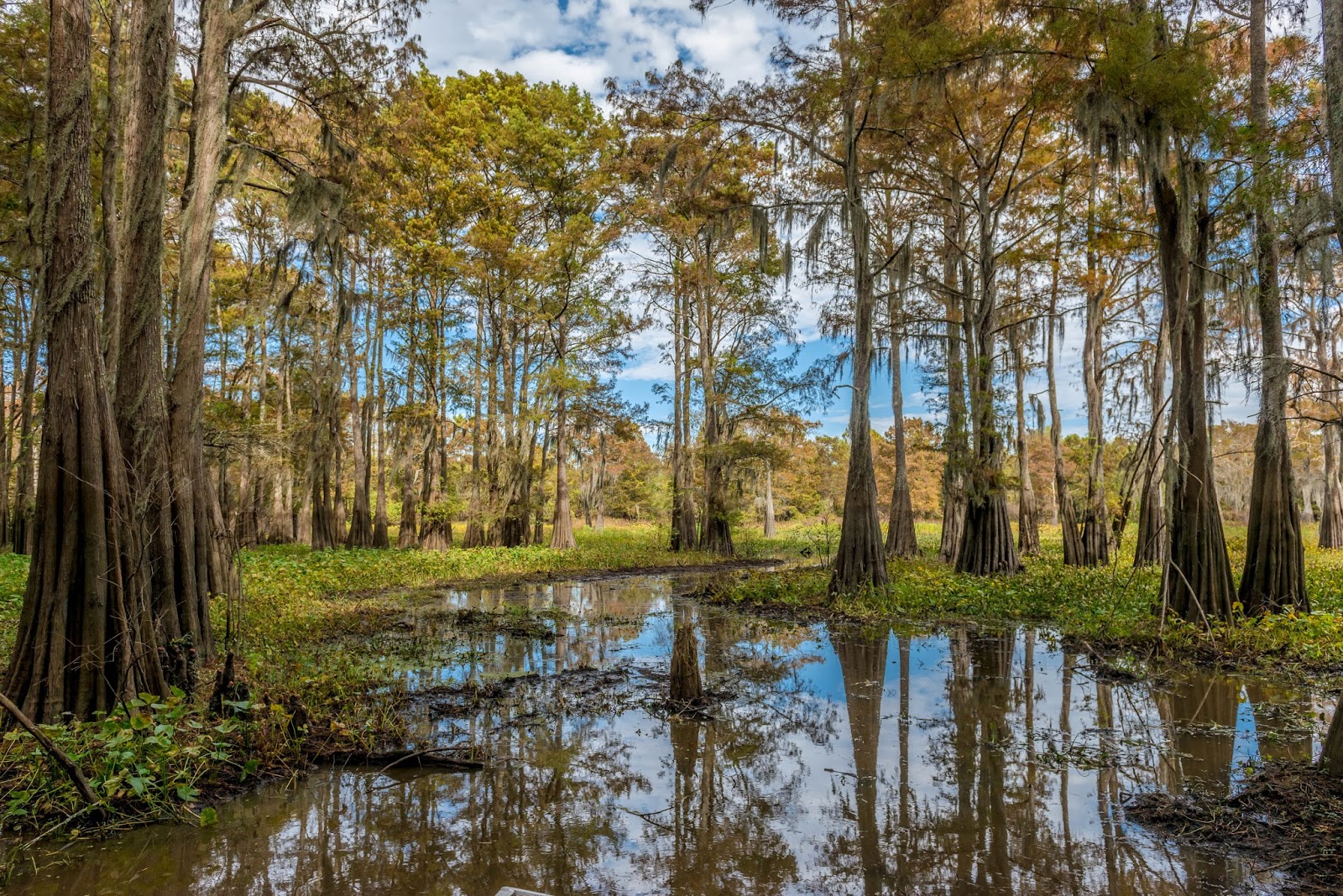 Ben Davis Photography Louisiana Swamps 'n Strippers