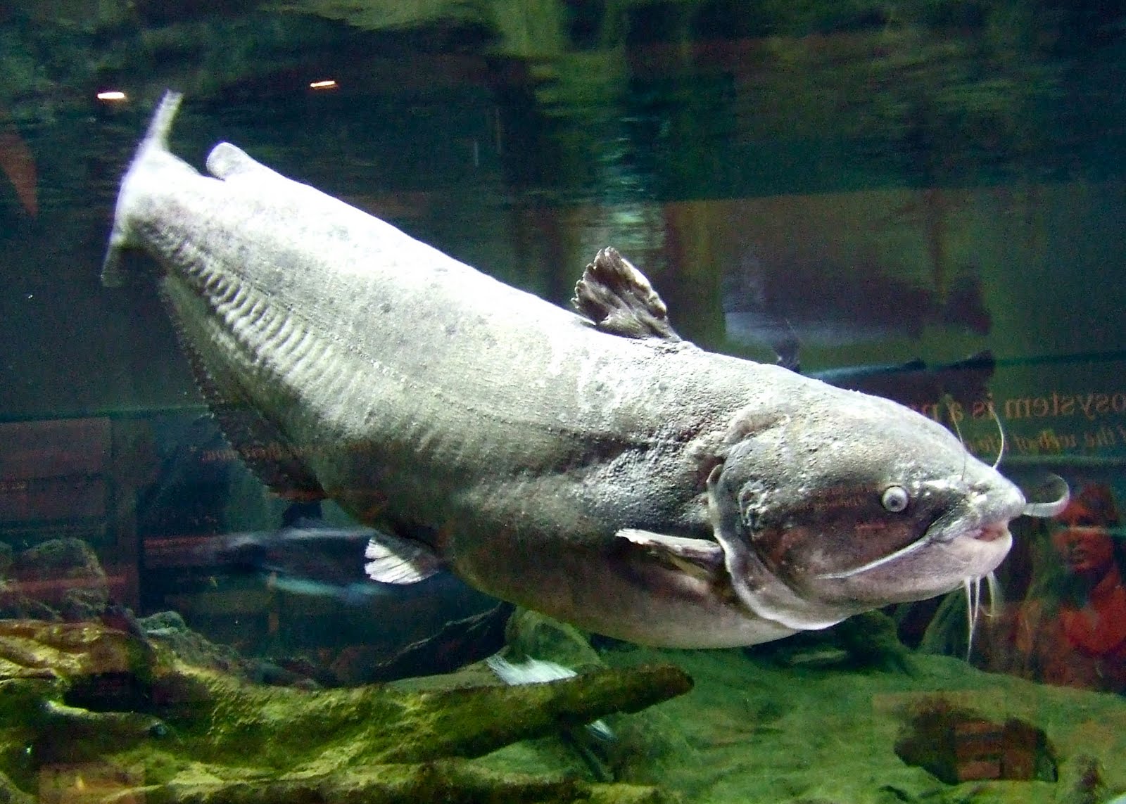 Baby Channel Catfish