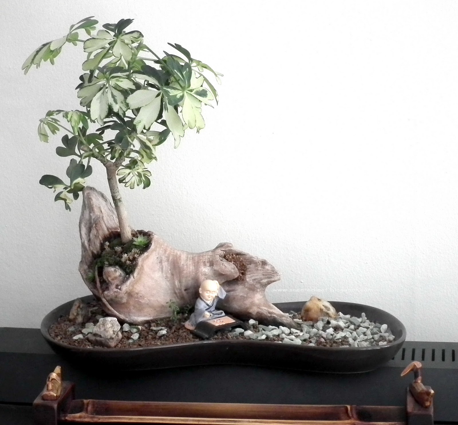 Scented Leaf Bonkei With Dwarf Umbrella Trees Scented Leaf Bonkei With Dwarf Umbrella Trees