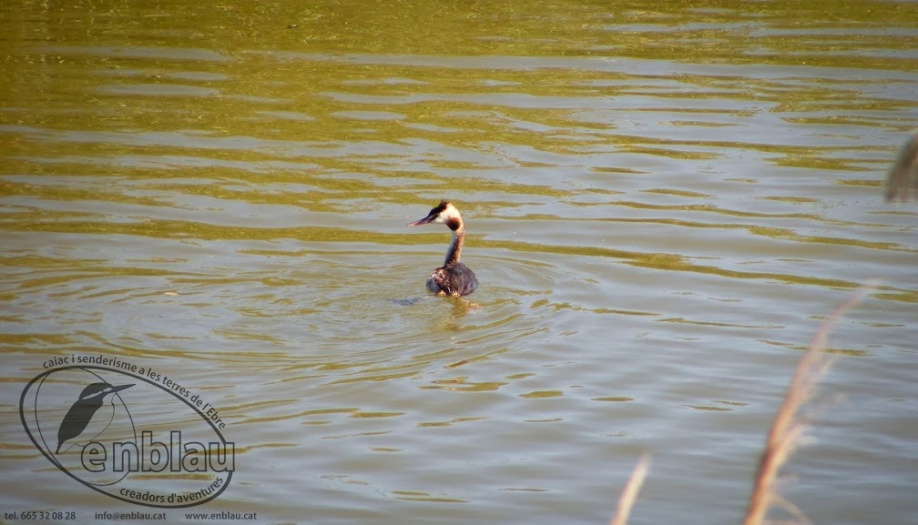 cabussó emplomallat un cabussó emplomallat del delta de l'Ebre