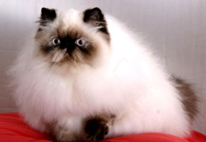 Kucing Ras