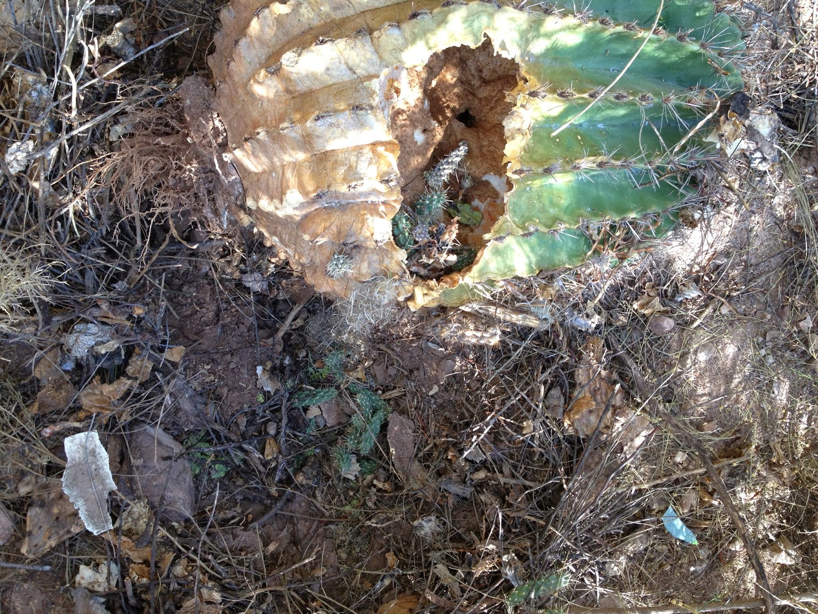 Mr. Pack Rat Cool Nest Inside a Barrel Cactus