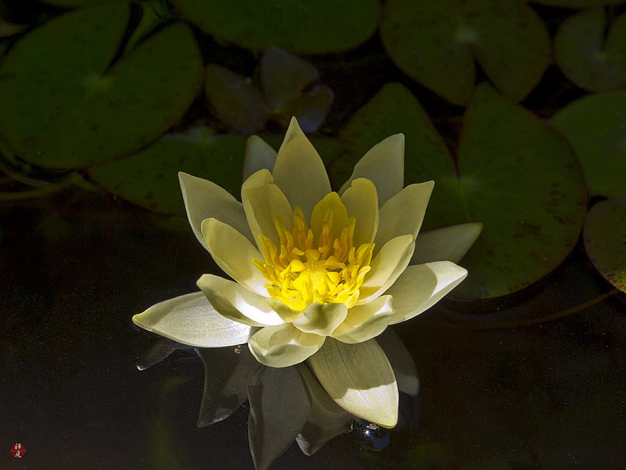 FROM THE GARDEN OF ZEN A water lily flower in Kaizoji