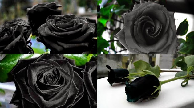 Mawar Hitam Dari Turki Ragam Tanaman mawar hitam dari turki ragam tanaman
