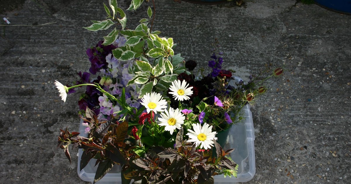 Common Farm Flowers The Flower Farmer British flowers by post