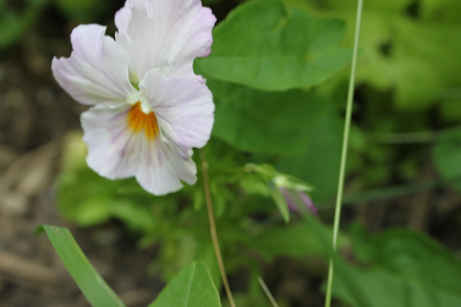 Simpson Eco Farms Edible Flowers ( Pansy's + Johny jump ups + viola