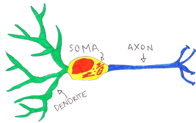 The Brain Geek: What's a neuron?