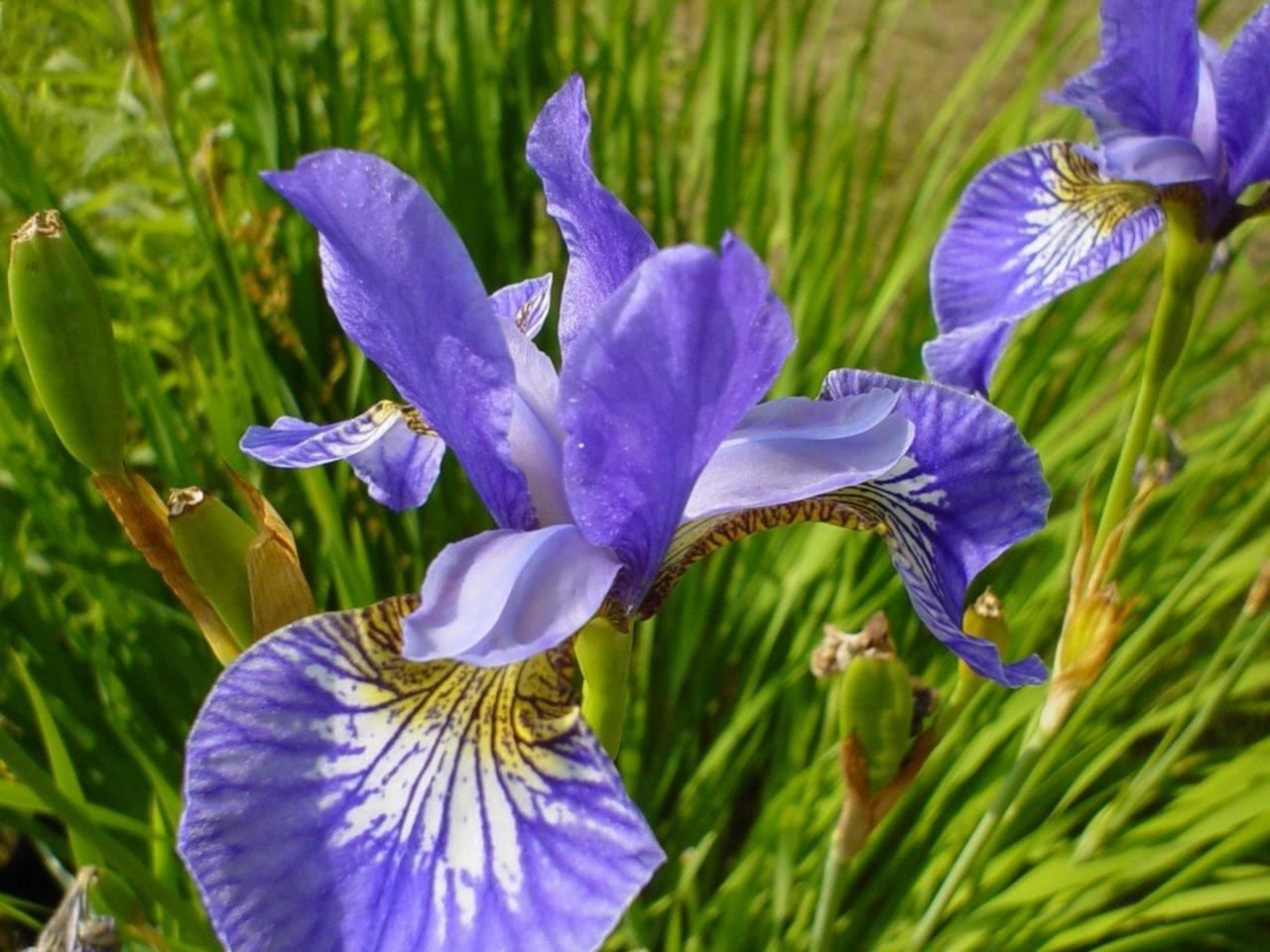 Purple Flowers Purple Flowers