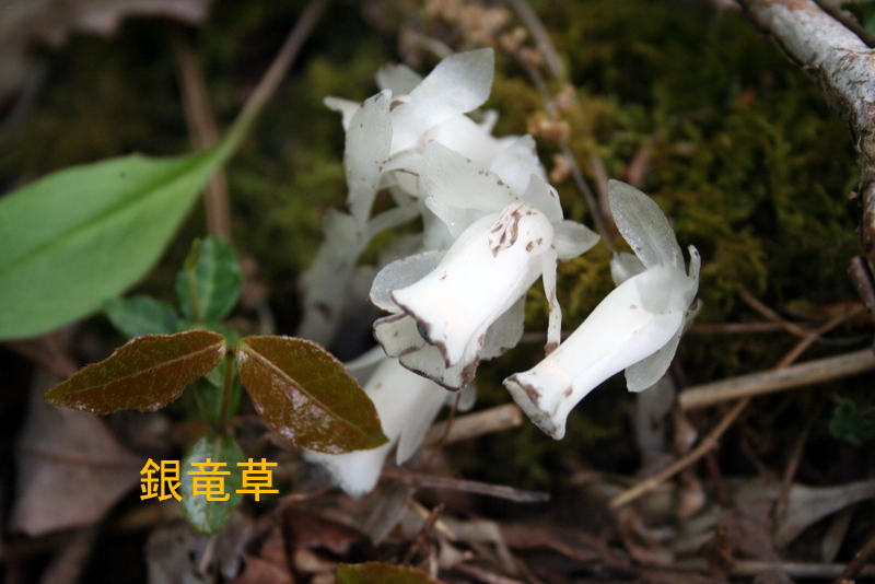 鼬 狸の里通信 ゆうれいそう