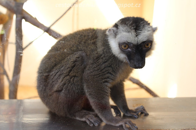 lemur // a lemur lemur // a lemur