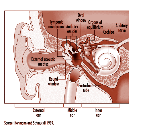 The Great Change: Listening to your Hair diagram of organ of corti 