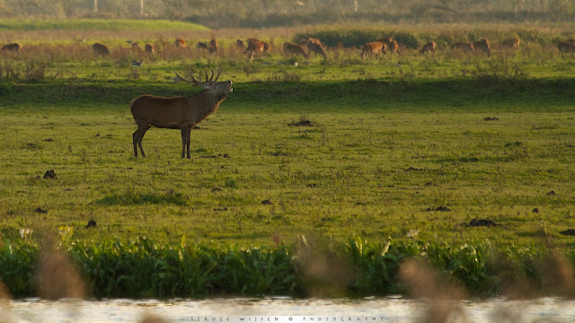 Bronstig Edelhert - Red Deer - Cervus elaphus Edelhert - Red Deer - Cervus elaphus