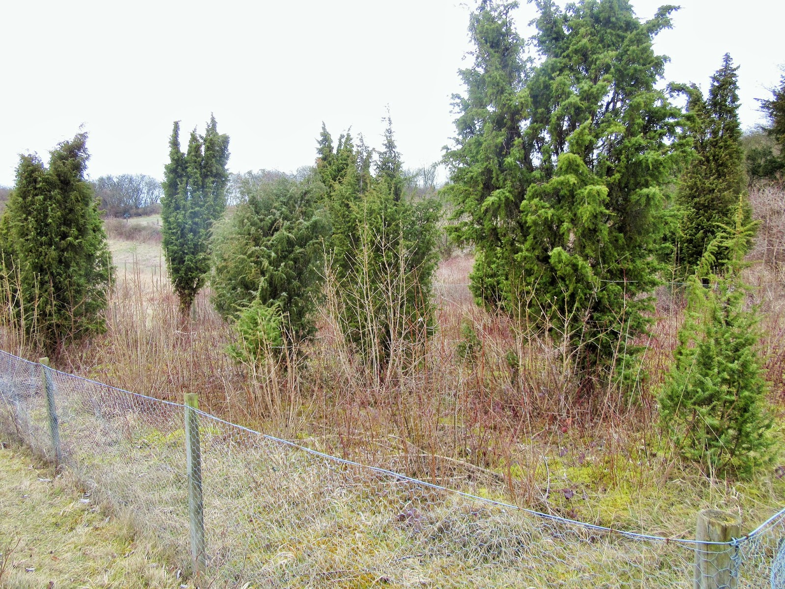 Beechwood Landscape Architecture And Construction Chinese Juniper