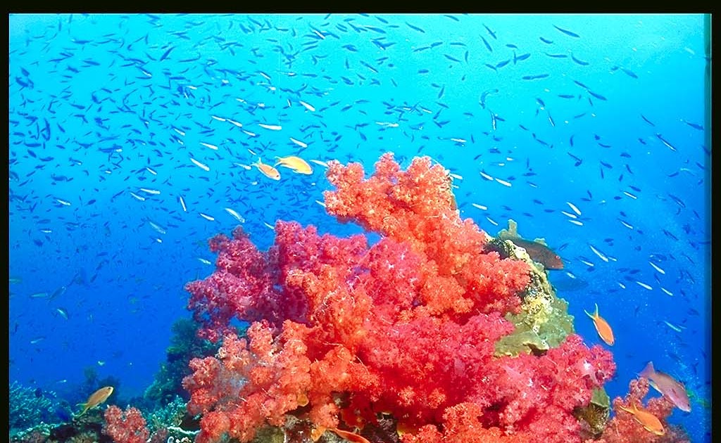 Biology in the News Threatened Coral Reefs