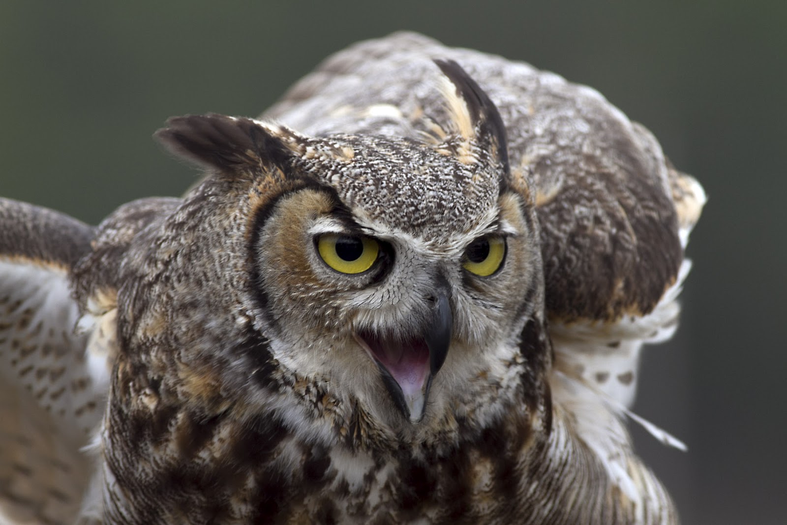 Ann Brokelman Photography Great Horned Owl CAPTIVE Flight