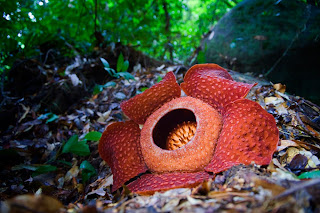 Amazing Rafflesia Tuan-Mudae Amazing Rafflesia Tuan-Mudae