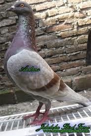 0287 382807 085228600358 085329515425 Burung Merpati Di Pak