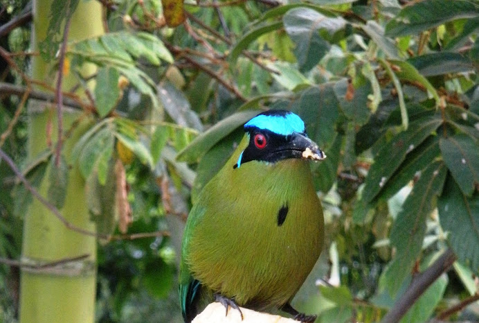 BARRANQUERO CORONADO