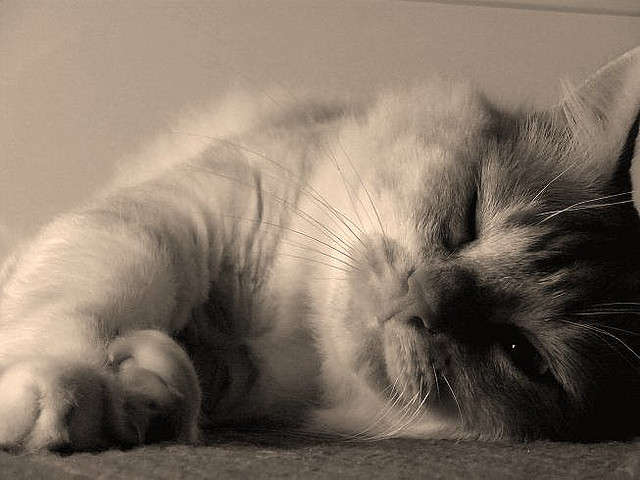 gato gato