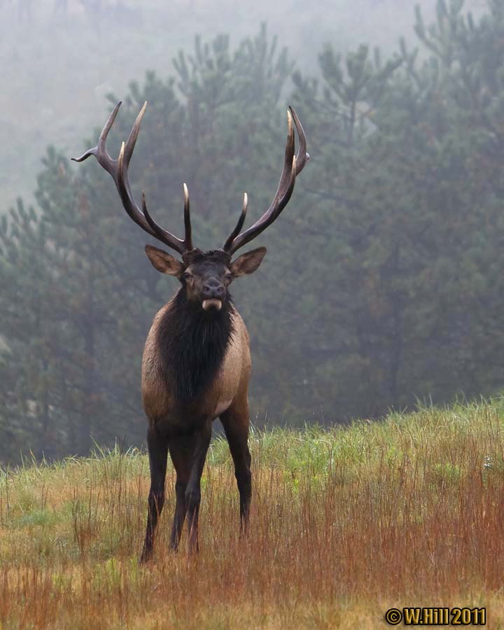 Pennsylvania Wildlife Photographer 2011 Pennsylvania Elk Season Nears