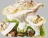 Sütsüz Mantarı Sütsüz Mantarı