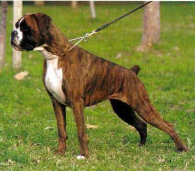 boxer atigrado