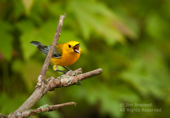 birding is fun a harbinger of spring the prothonotary birding is fun a harbinger of spring the prothonotary