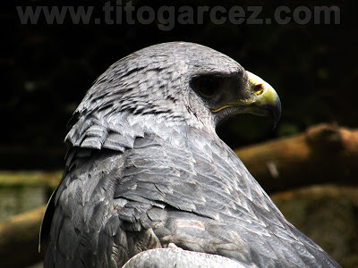 Águia-chilena no Parque dos Falcões, em Sergipe Águia-chilena (Buteo melanoleucus) no Parque dos Falcões, em Sergipe - Por Tito Garcez