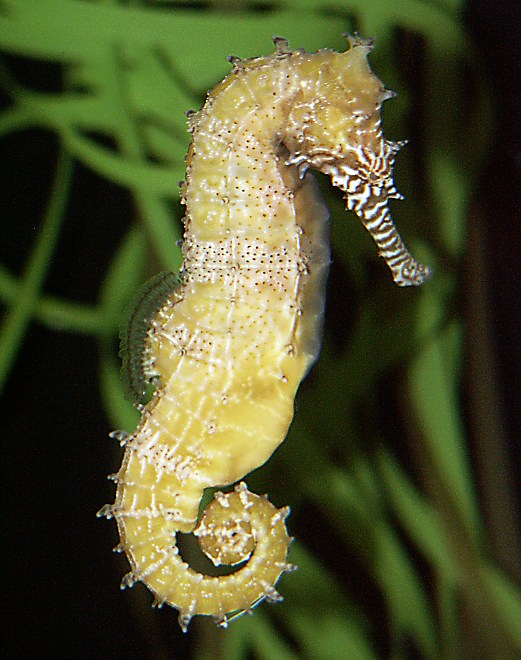are seahorses endangered