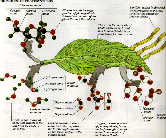 process of photosynthesis process of photosynthesis
