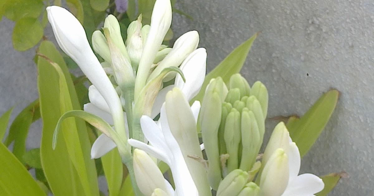 Plants Growing In My Potted Garden. How To Grow And Care For Mexican