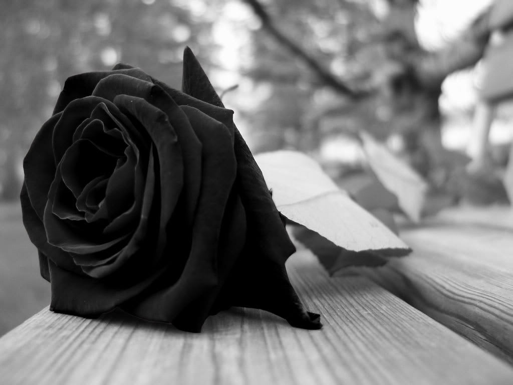 Black Rose And Broken Heart Black Rose And Broken Heart