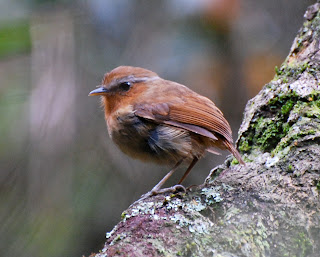 Rufous Gnateater, Conopophaga lineata