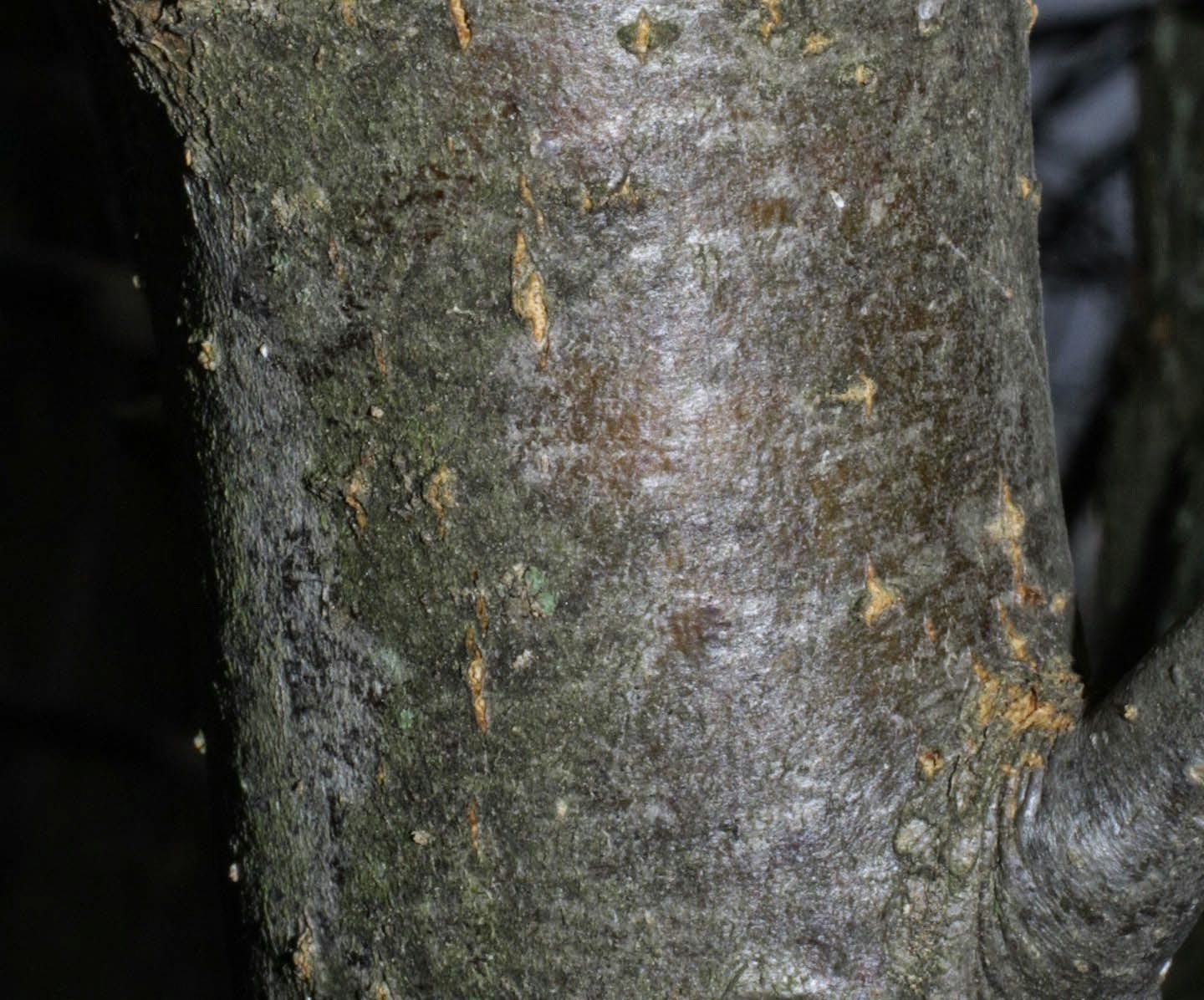 Trees Malus sylvestris Crab Apple