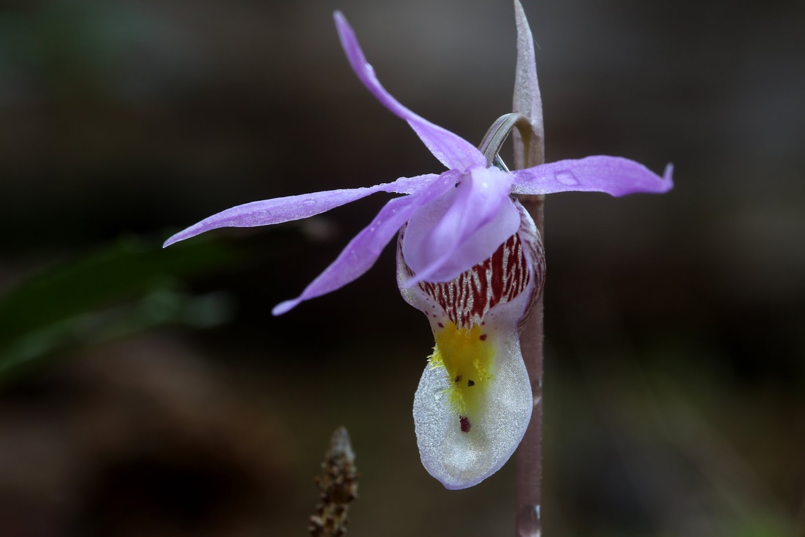 Native Orchids of the Pacific Northwest and the Canadian Rockies Varieties and Forms of Calypso