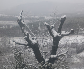 The Oak Tree shows its snow-load off The Oak Tree shows its snow-load off