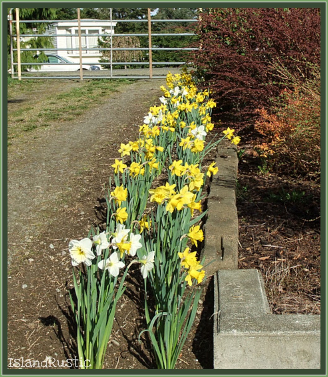 Island Rustic Building a New Daffodil Bed