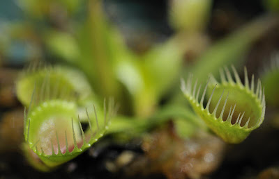 Carnivorous plants