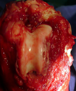 artrosis operiarticular degenerativa rodilla perroe rodilla perro