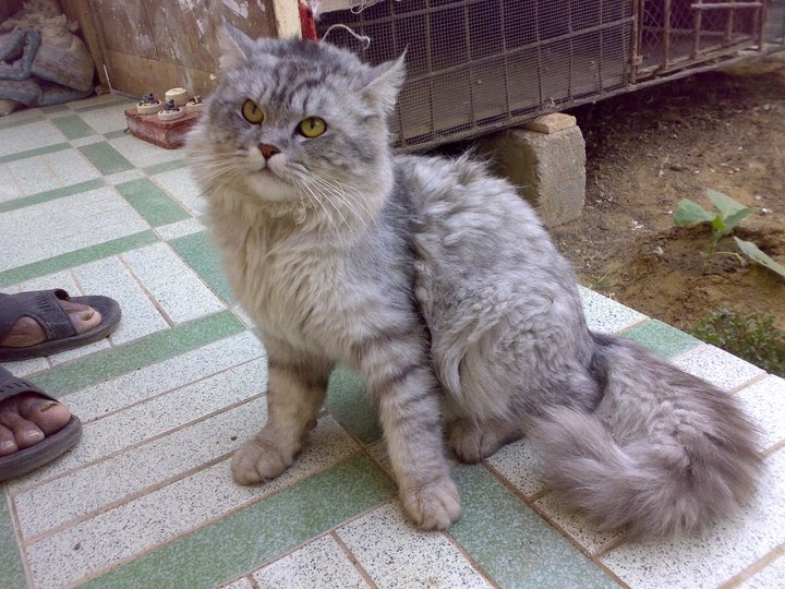 Cats Sale In Hyderabad Cats Sale In Hyderabad