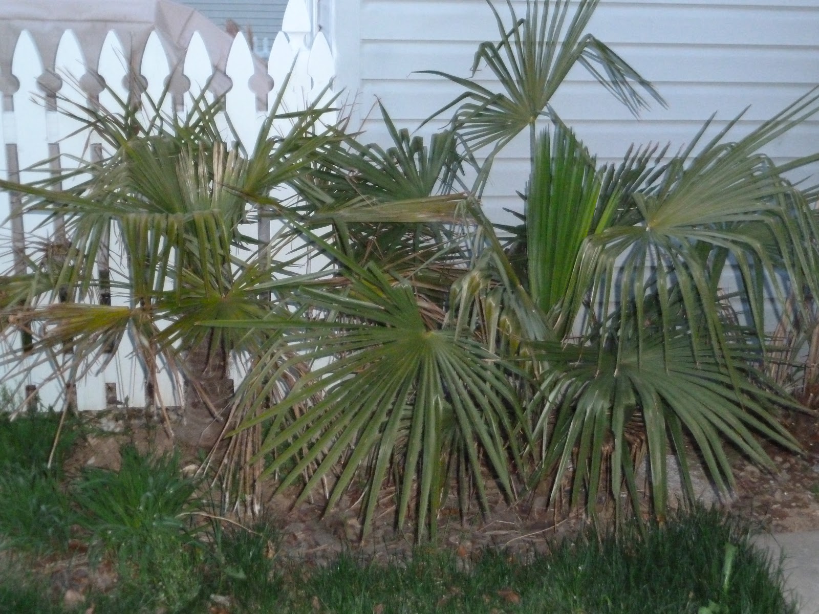 Cold Hardy Palm in Zone 6 Project