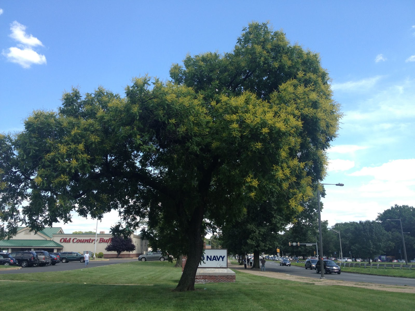 PHILLY TREES Notable Trees List