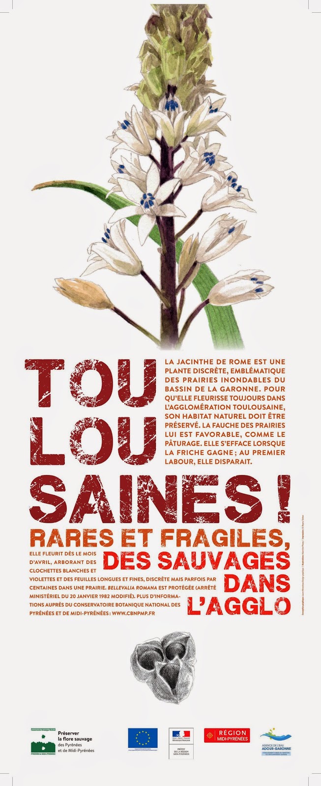 TOULOUSAINES ! Une exposition sur les plantes protégées de l’agglomération de Toulouse