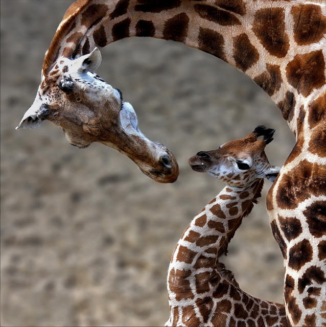 الأمومة جميع المخلوقات أكثر صورة للتأمل فطرة الأمومة المخلوقات المختلفة     