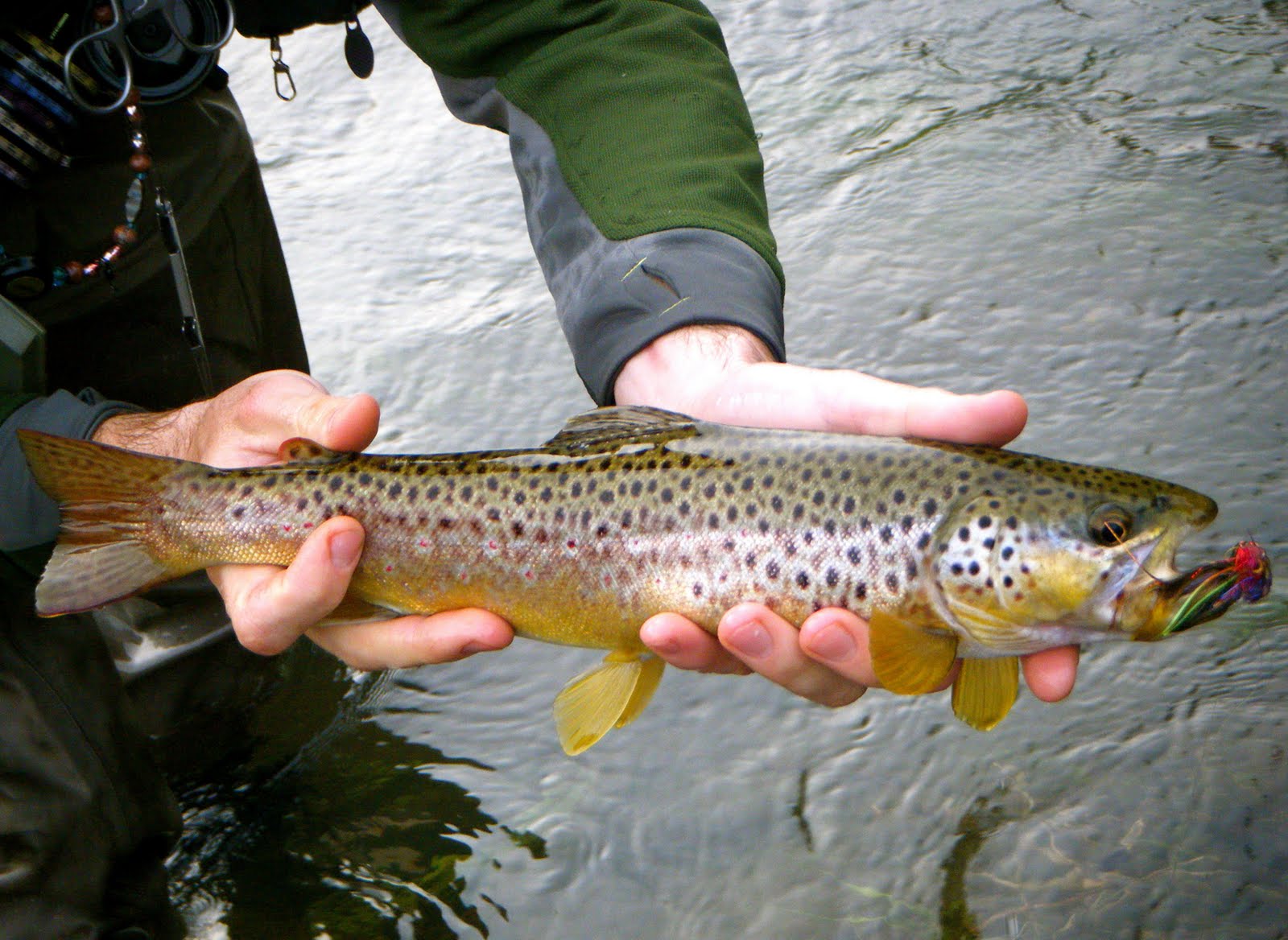 Chagrin River Outfitters Steelhead outlook and PA trout pics