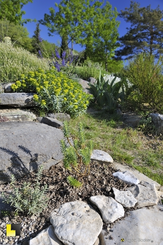 Plante de rocaille ardeche photo pascal blachier