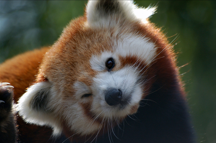 Cloroc Bleach: Red Panda