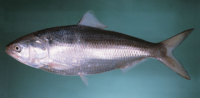 Fish Of Bangladesh